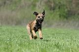 BORDER TERRIER 068